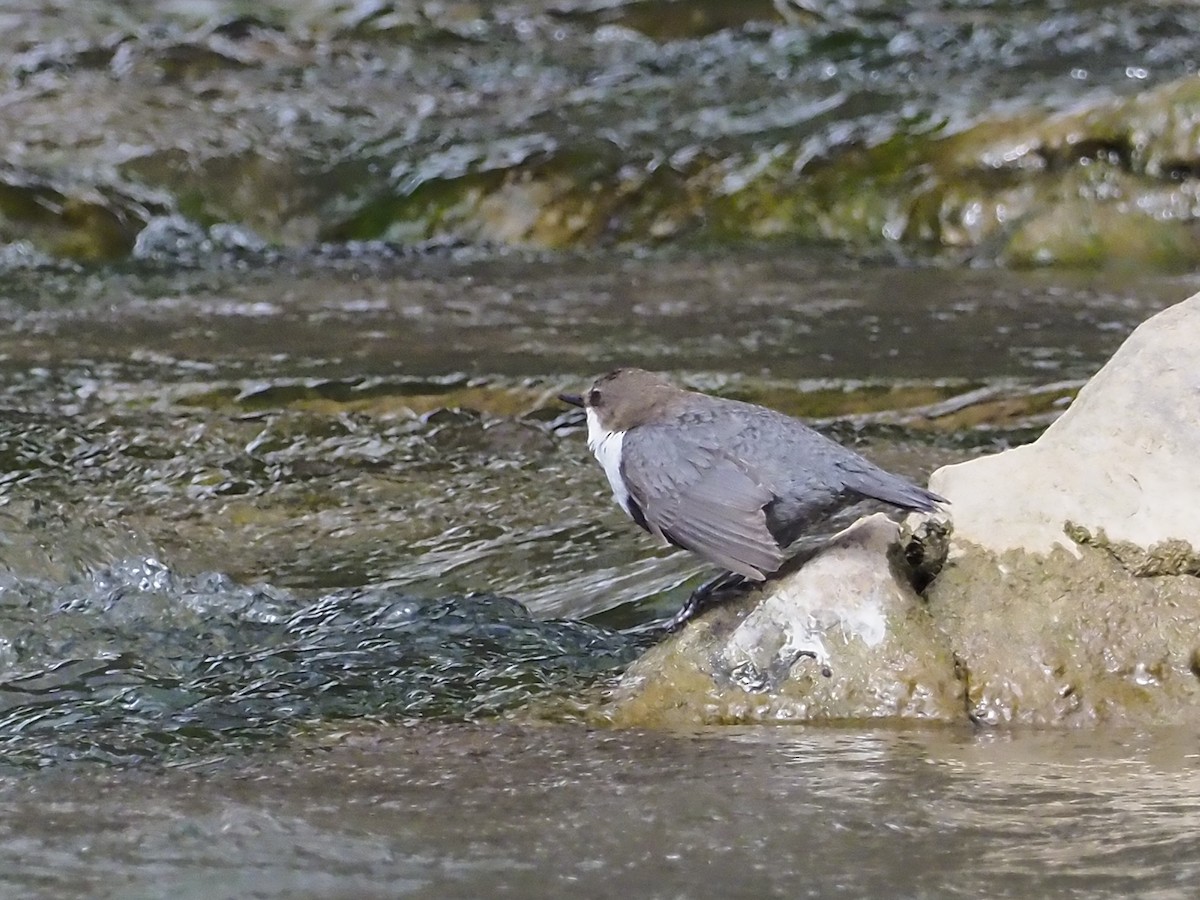 White-throated Dipper - ML317393051