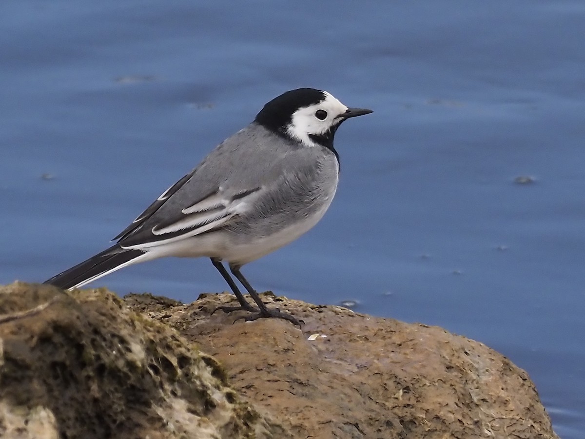 White Wagtail - ML317393251