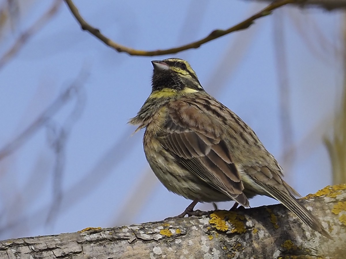 Cirl Bunting - ML317393391