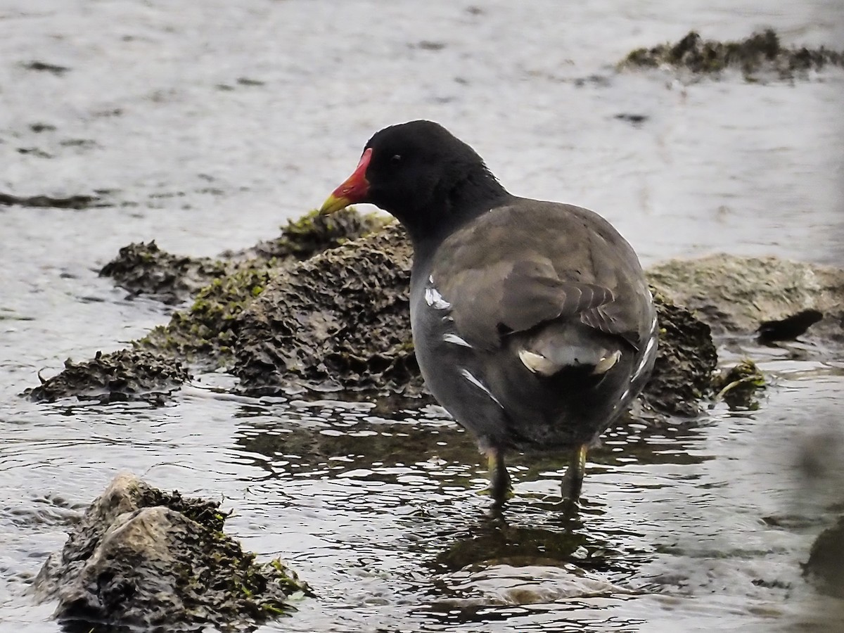 Eurasian Moorhen - ML317393461