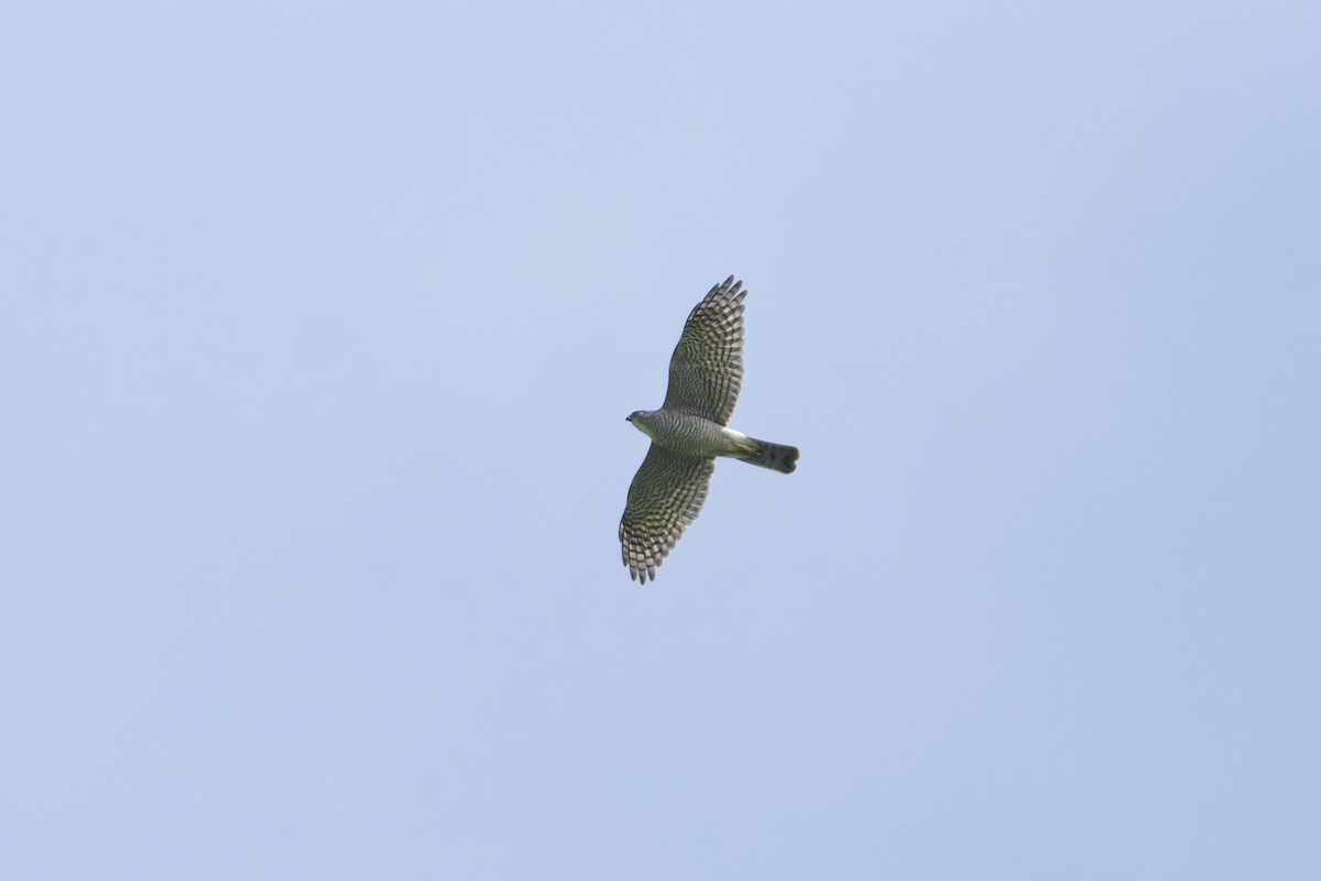 Japanese Sparrowhawk - ML317395791