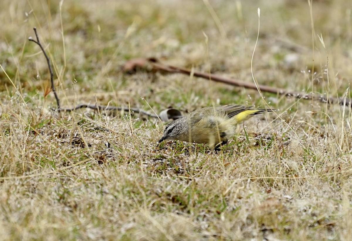 Yellow-rumped Thornbill - Anthony Schlencker