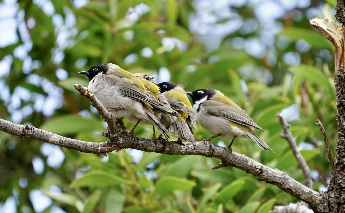 Black-headed Honeyeater - Anthony Schlencker