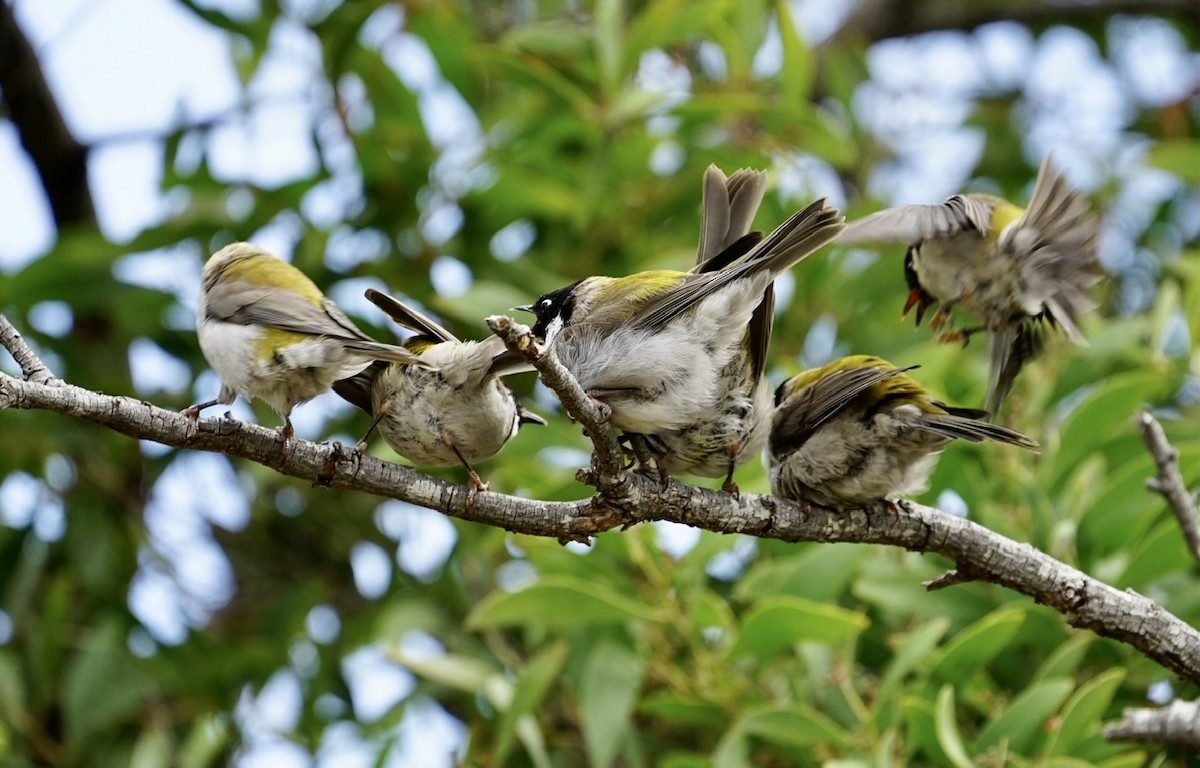 Black-headed Honeyeater - Anthony Schlencker