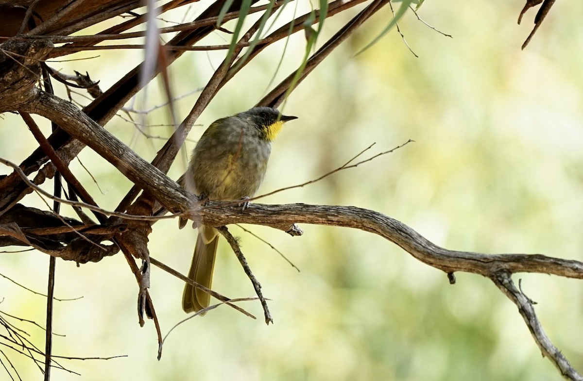 Mielero Cuelligualdo - ML317396031