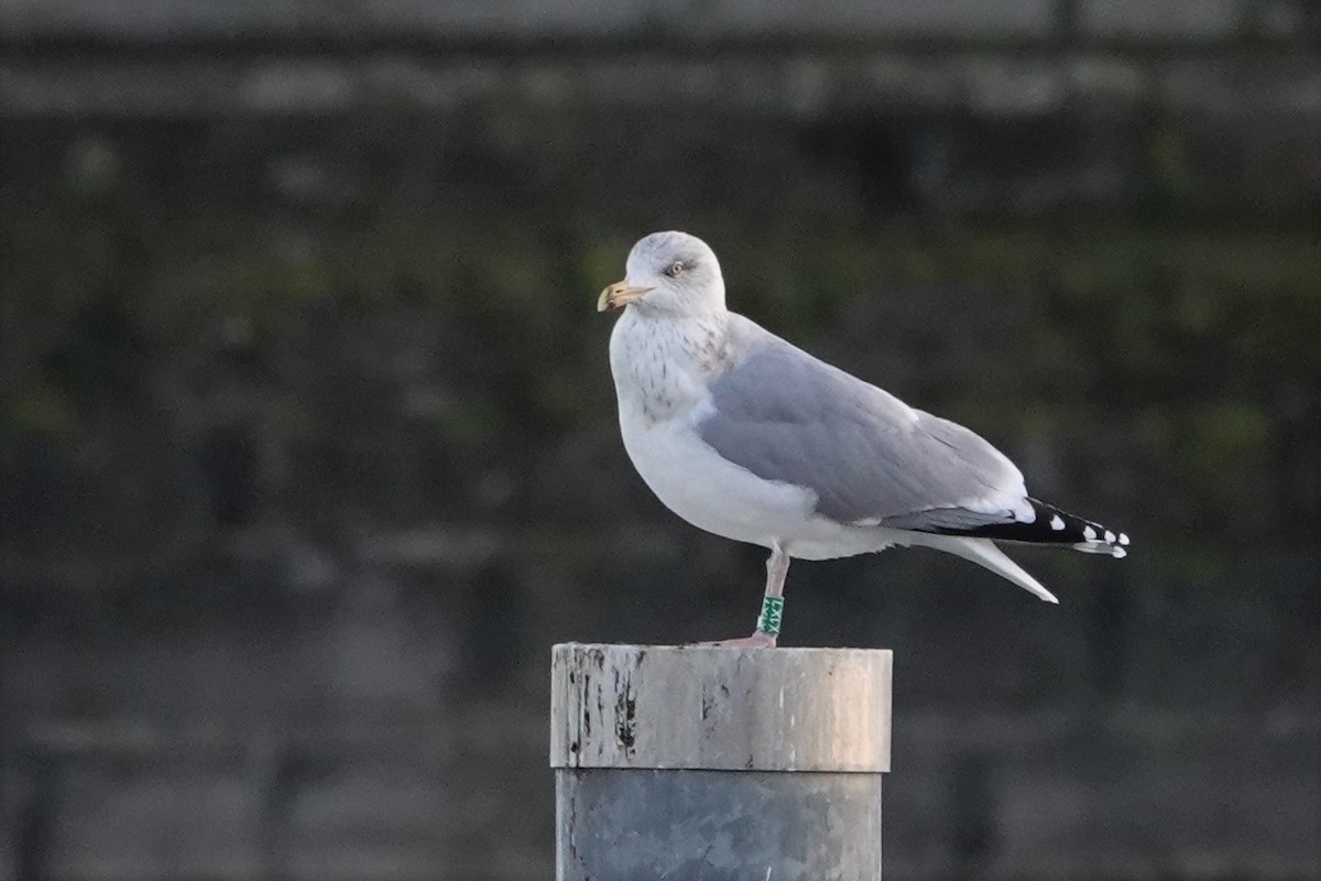 Herring Gull - ML317397871