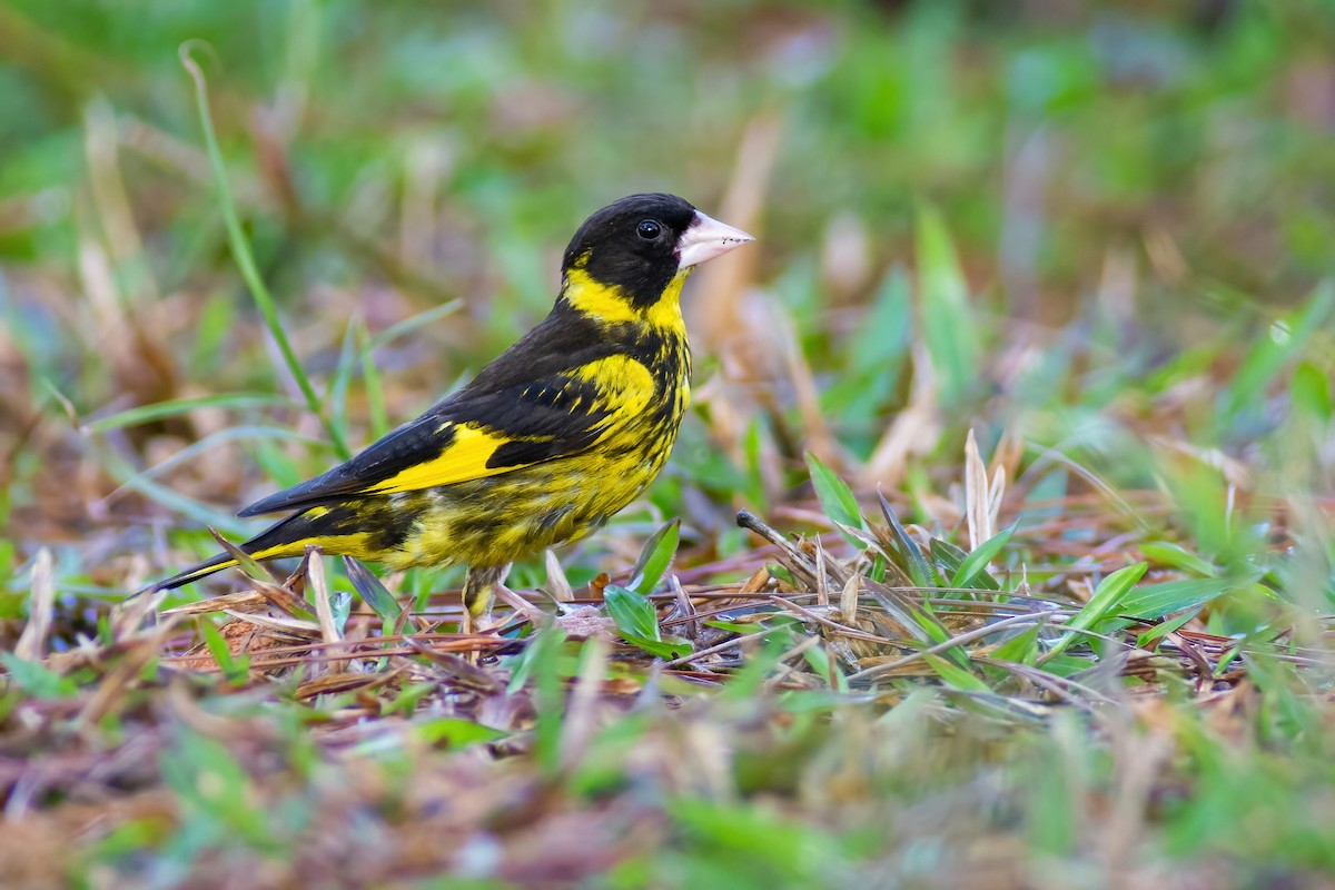 Vietnamese Greenfinch - Ngoc Sam Thuong Dang