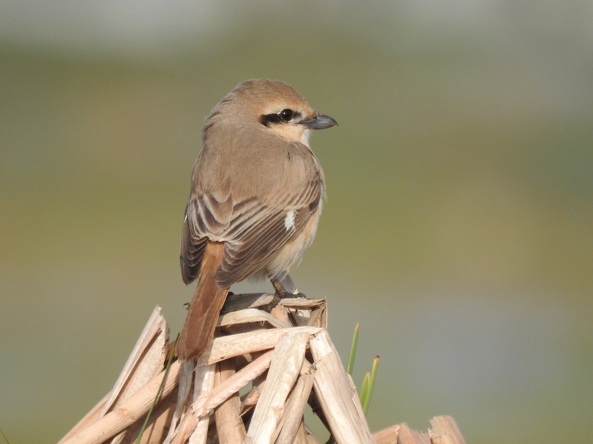 Isabelline Shrike - Mohd Feroz