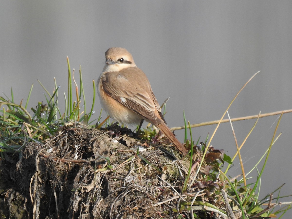 Isabelline Shrike - ML317400951