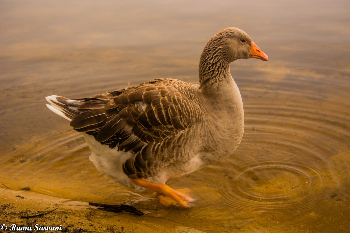 Graylag Goose (Domestic type) - ML317401761