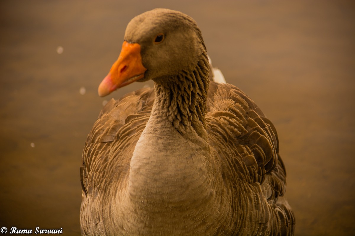 Graylag Goose (Domestic type) - ML317401771