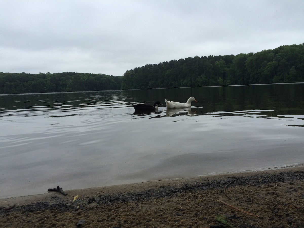 Muscovy Duck (Domestic type) - ML317401811