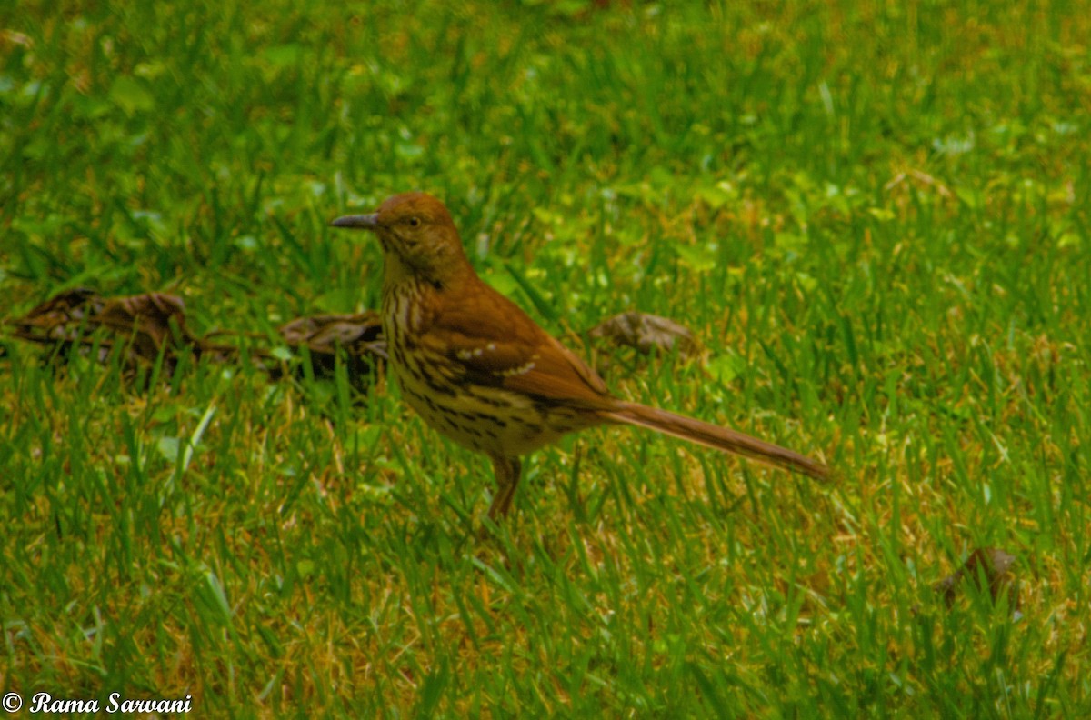 Brown Thrasher - ML317401861