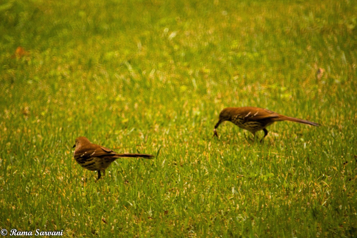 Brown Thrasher - ML317401871