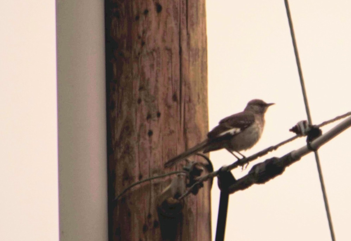 Northern Mockingbird - Rama Sarvani