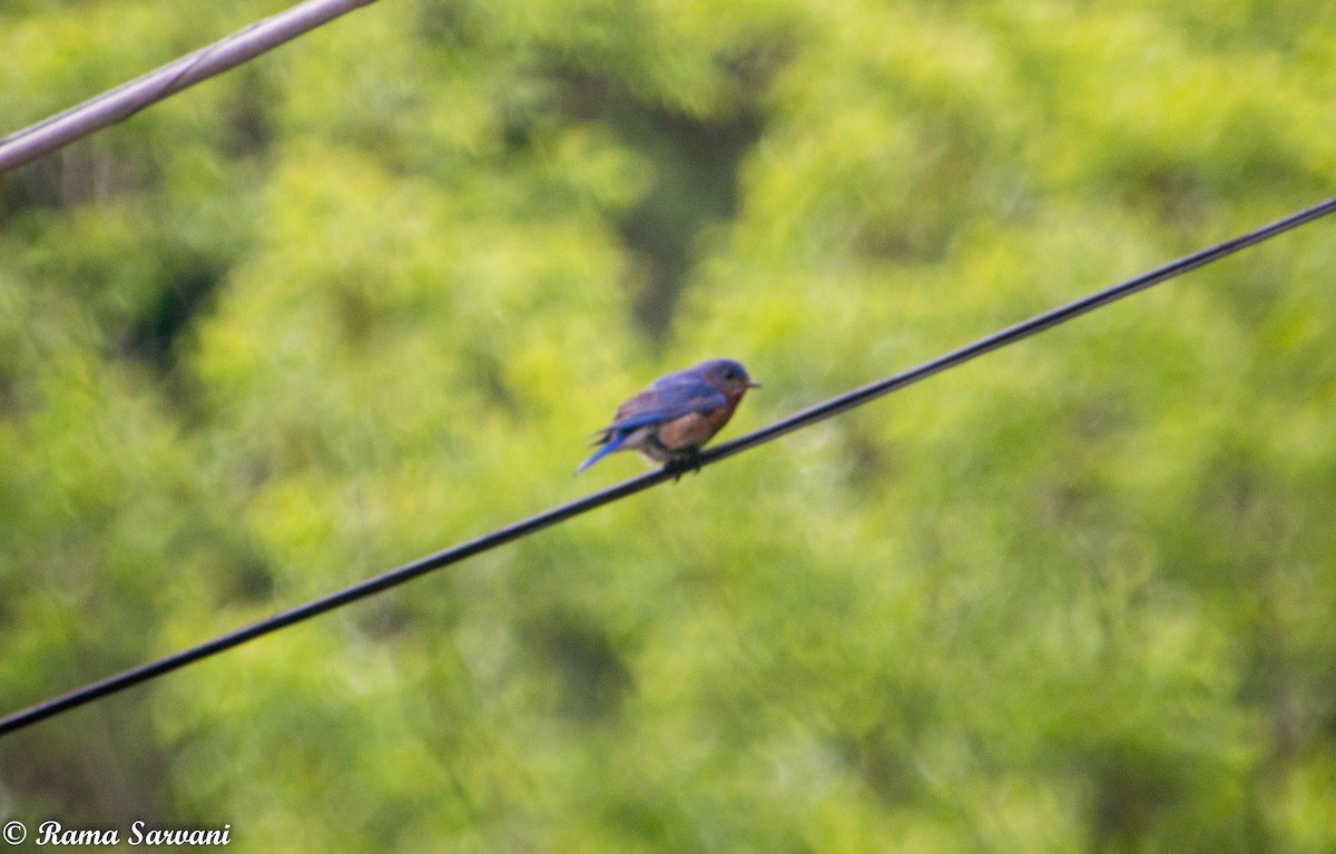 Eastern Bluebird - ML317401941