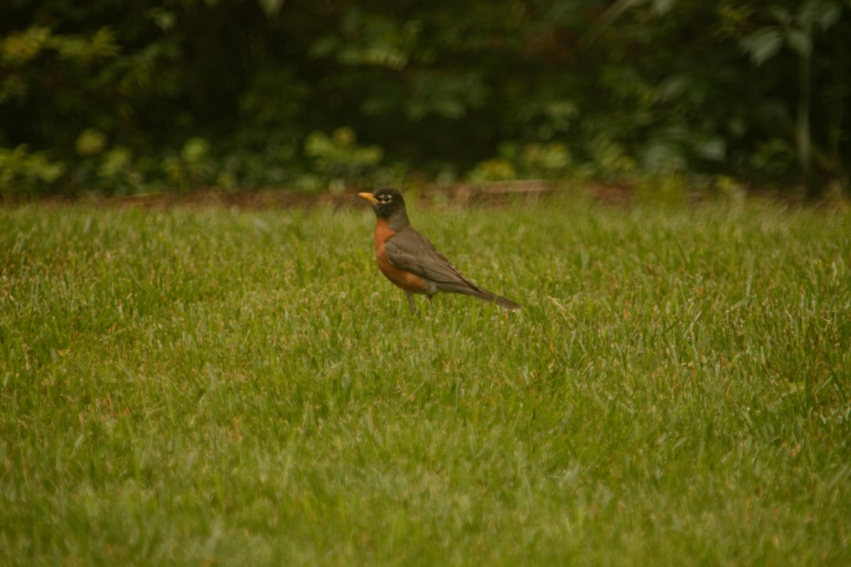 American Robin - ML317401971