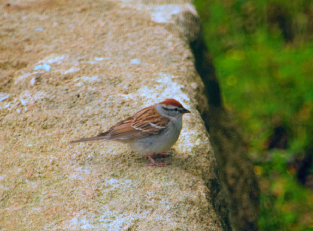 Chipping Sparrow - ML317401991