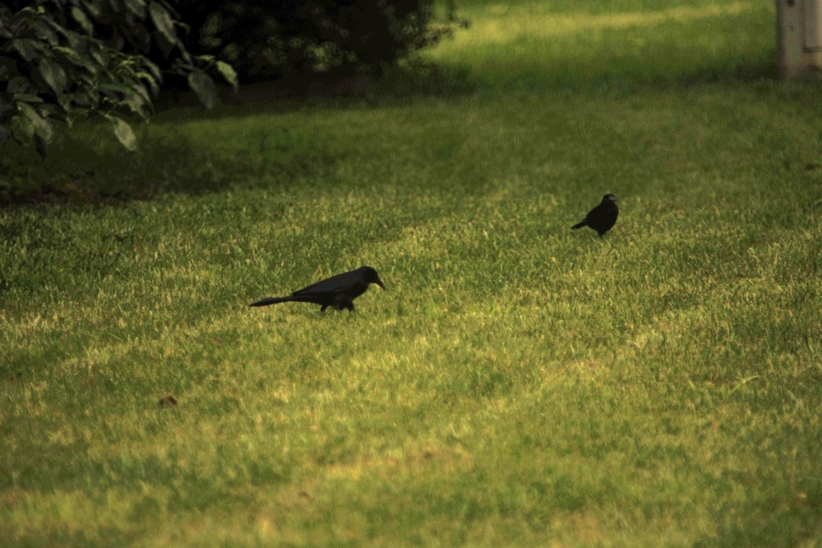 Common Grackle - ML317402001