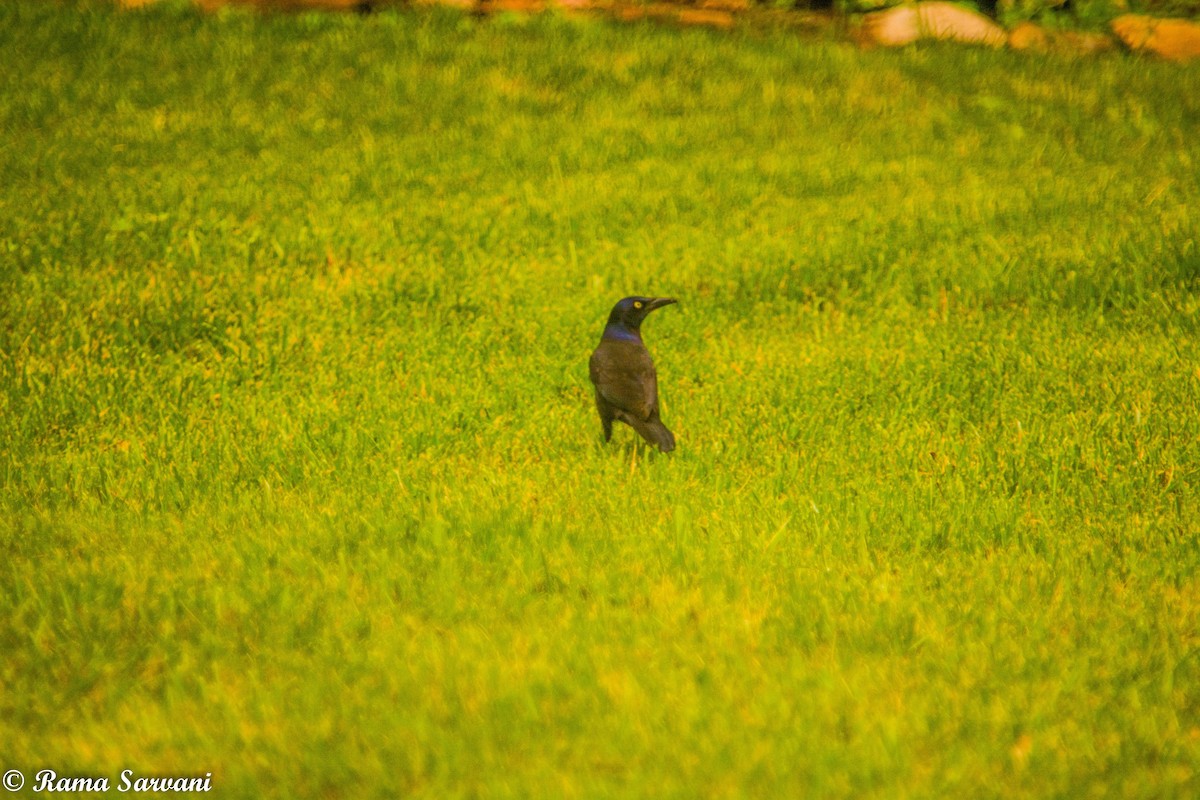 Common Grackle - ML317402011