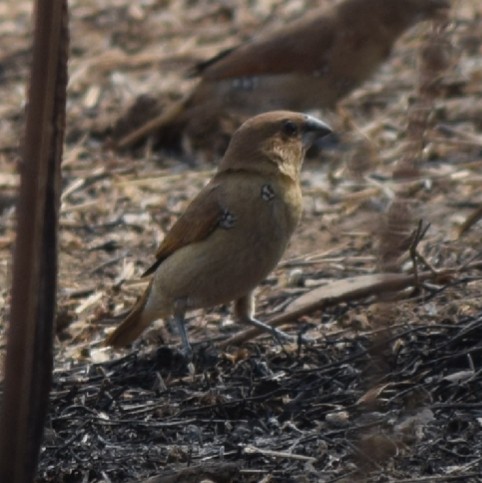 Scaly-breasted Munia - ML317402311