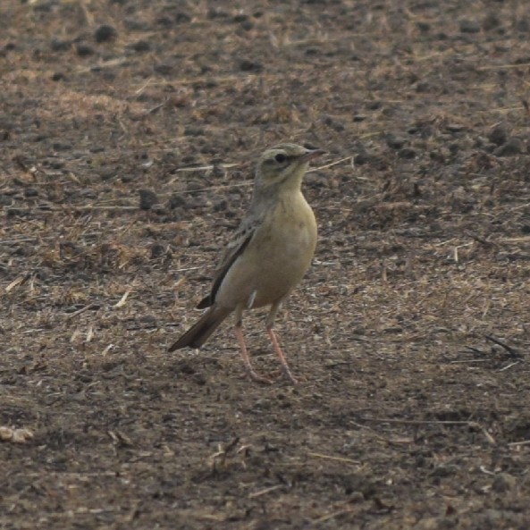 Tawny Pipit - ML317402481