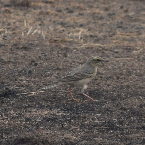 Tawny Pipit - ML317402501