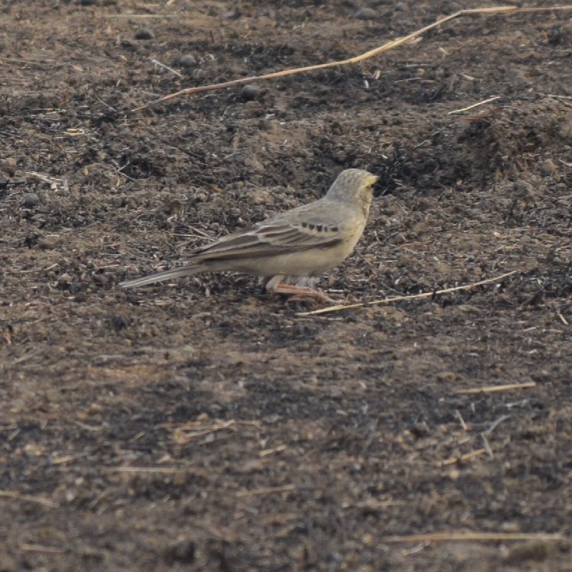 Tawny Pipit - Vinod Kulal