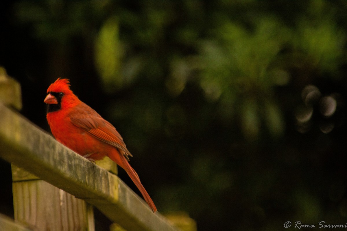 Northern Cardinal - ML317402621