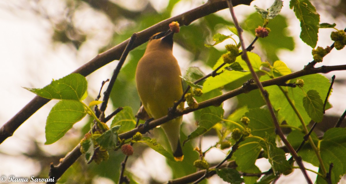 Cedar Waxwing - ML317402651