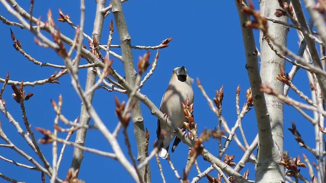 Hawfinch - ML317403071