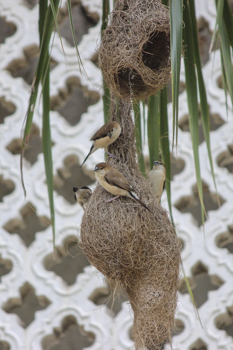 Indian Silverbill - ML31740411