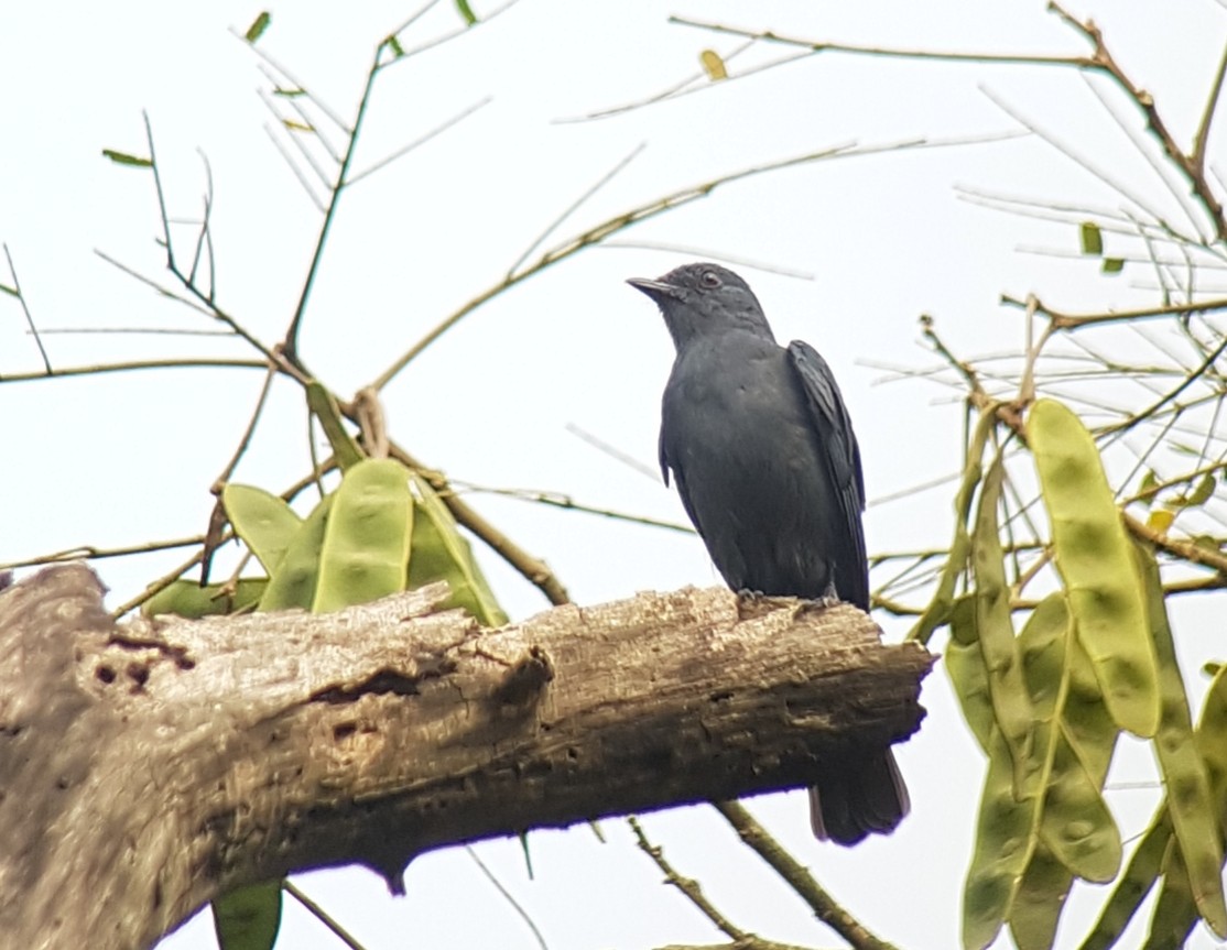 Nimba Flycatcher - Julien Mazenauer | Ornis Birding Expeditions
