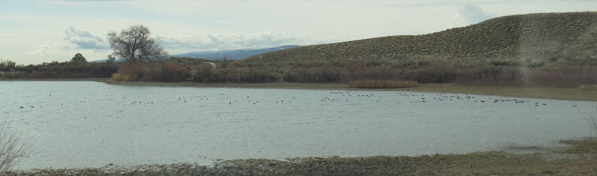 American Wigeon - David Price