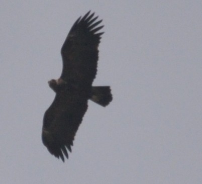 Greater Spotted Eagle - ML317408021