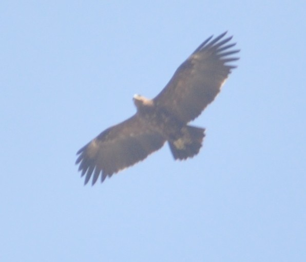 Greater Spotted Eagle - ML317408031