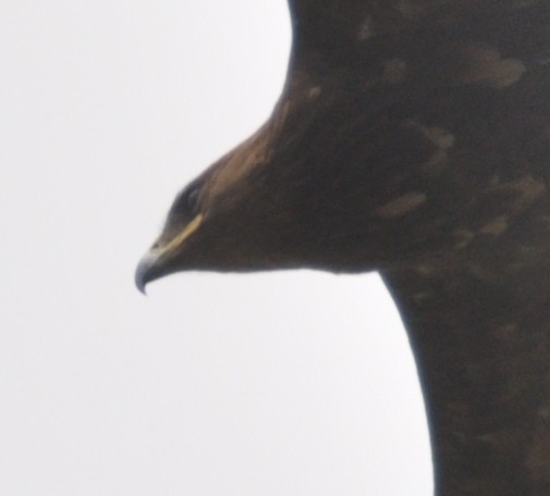 Greater Spotted Eagle - ML317408041