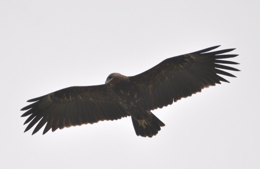Greater Spotted Eagle - ML317408051