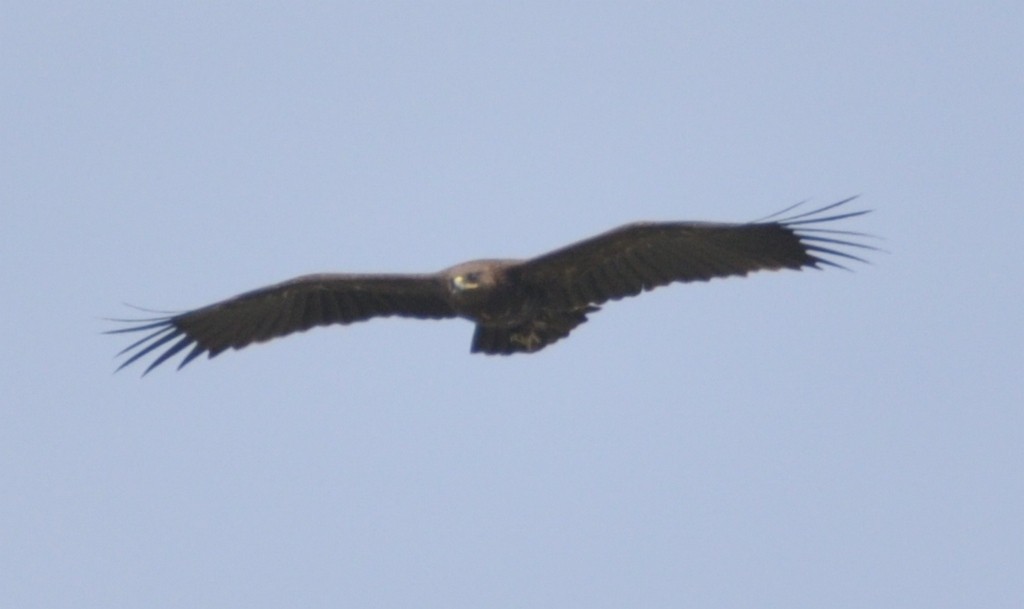 Greater Spotted Eagle - ML317408061
