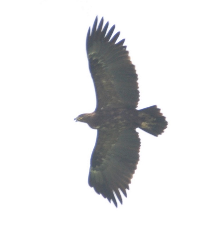 Greater Spotted Eagle - ML317408081