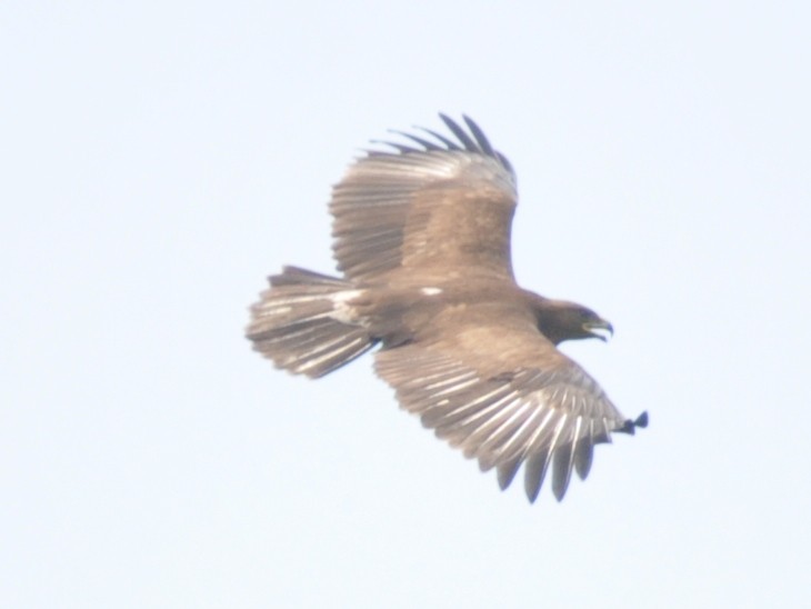 Greater Spotted Eagle - Nanda Ramesh