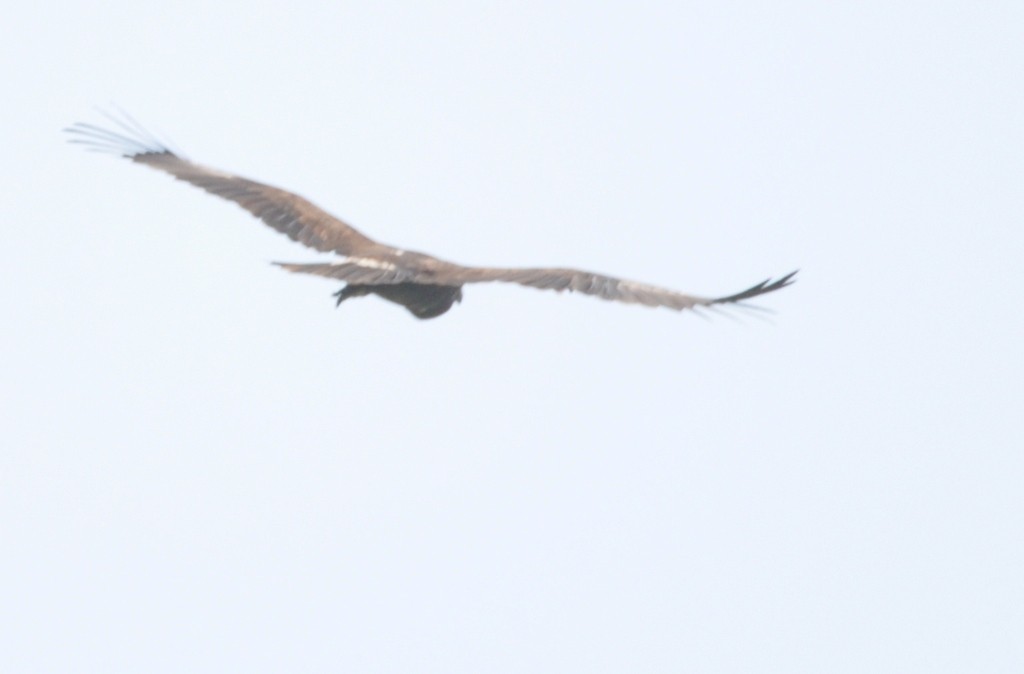 Greater Spotted Eagle - ML317408101