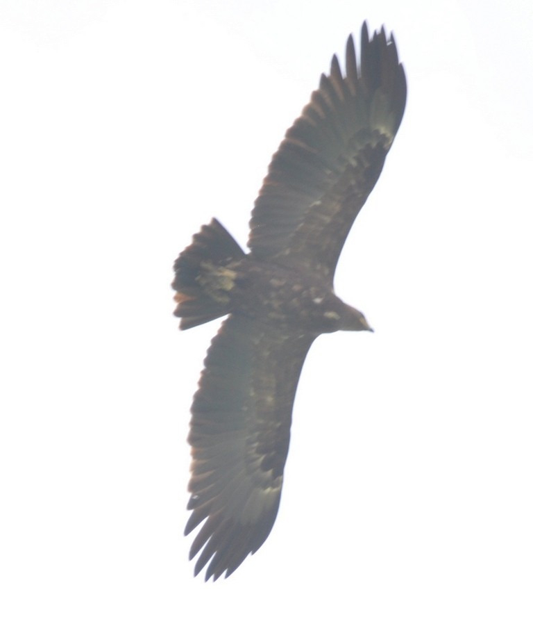 Greater Spotted Eagle - ML317408111