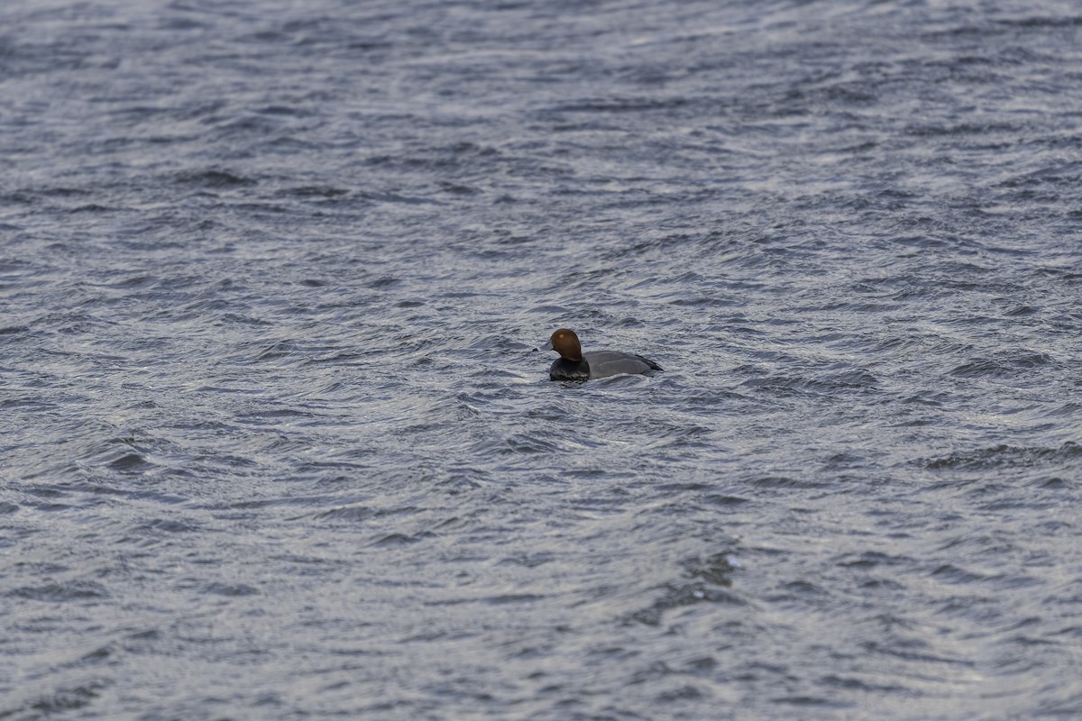 Redhead - ML317408211