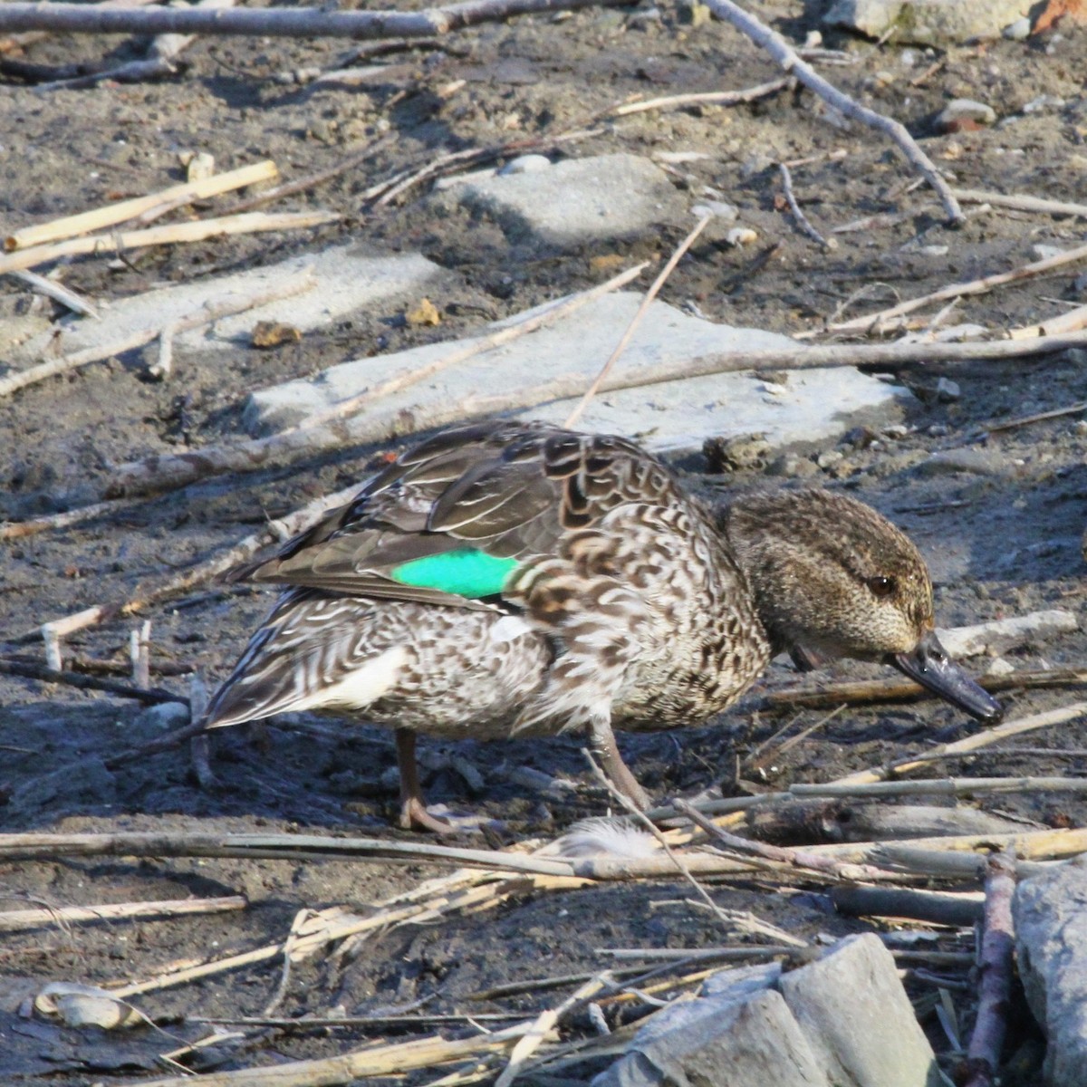 Green-winged Teal - ML317408861