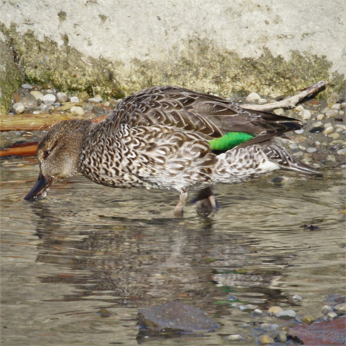 Green-winged Teal - ML317408871