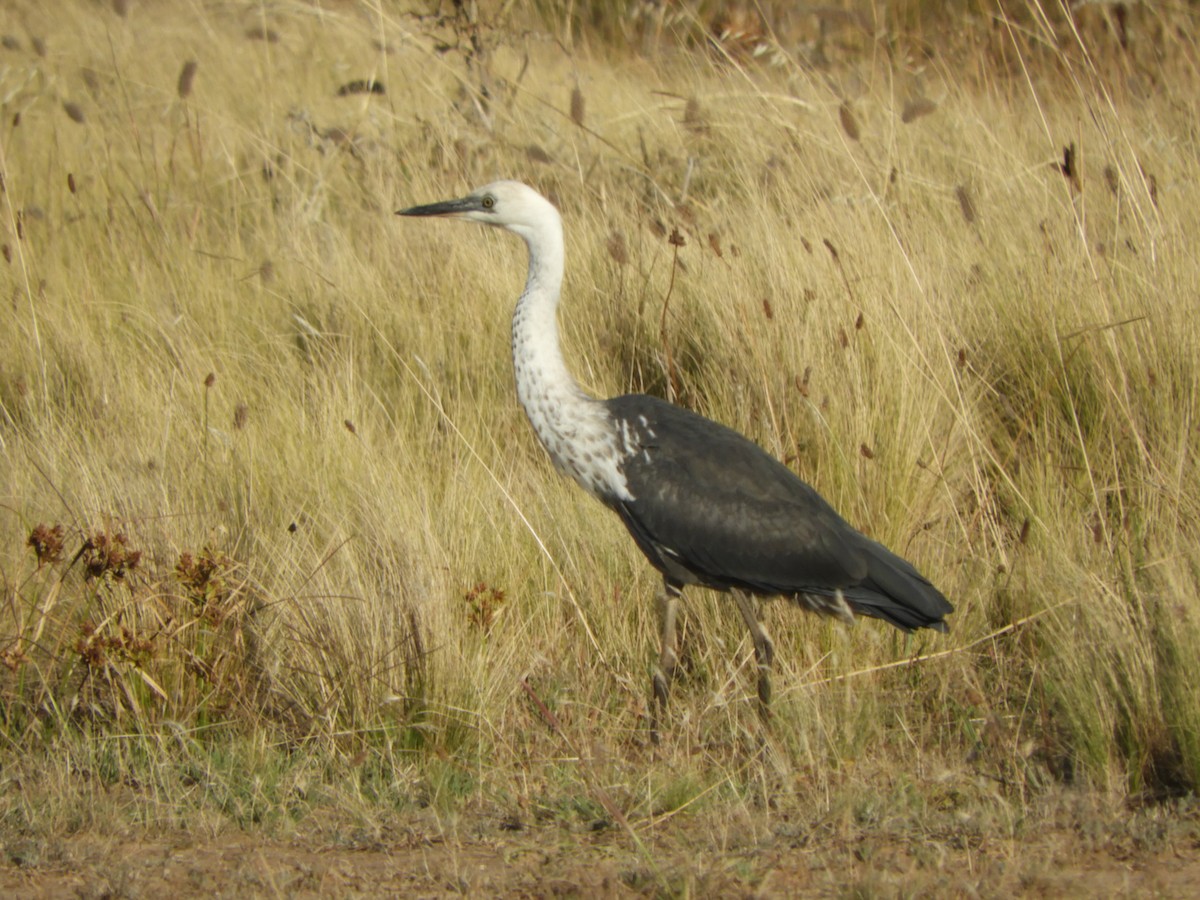 Pacific Heron - ML317410281