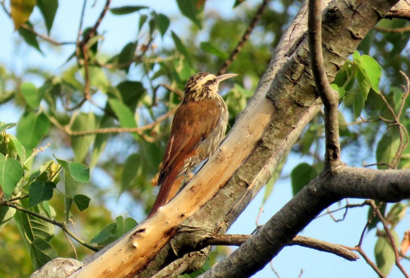 Narrow-billed Woodcreeper - ML317414131