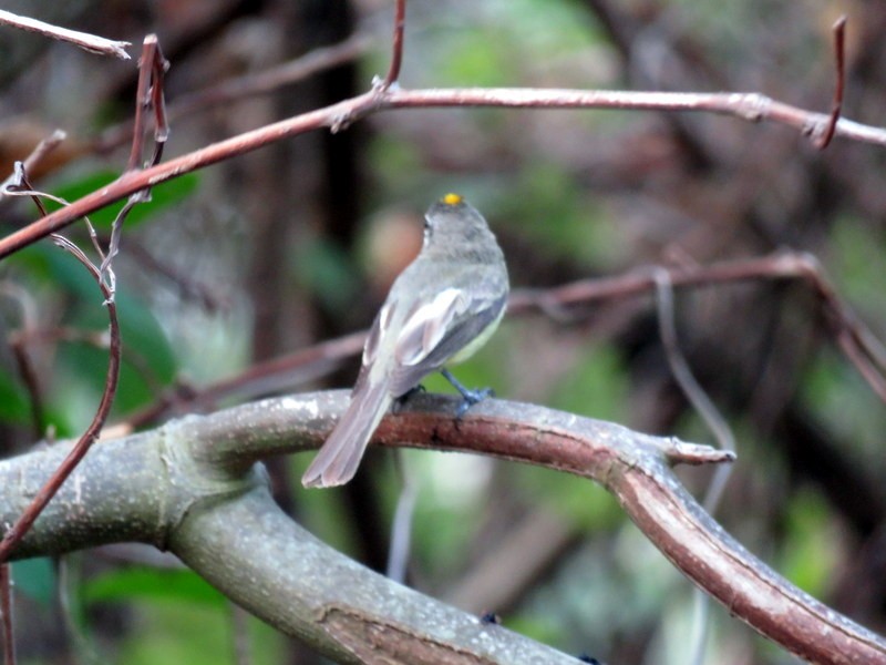 Greenish Elaenia - Juan Muñoz de Toro