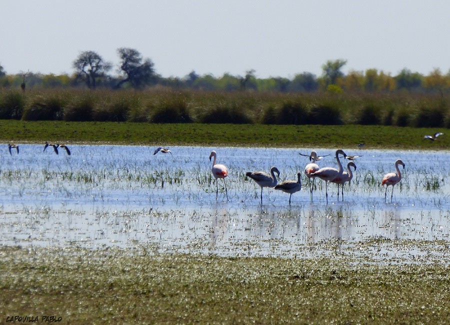 Chilean Flamingo - Pablo Hernan Capovilla